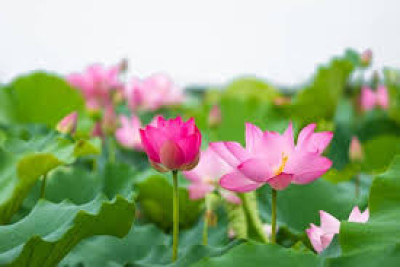 KHỐI LÁ  TUẦN 2: CÁC LOÀI HOA