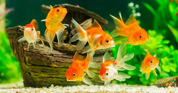 KHỐI LÁ  TUẦN 3: ĐẠI DƯƠNG MÊNH MÔNG